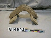 藏品(牛肩架)的圖片